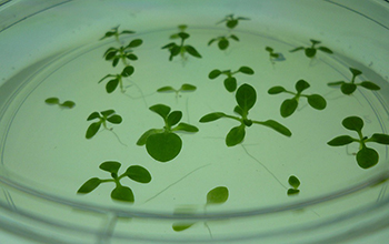 Sterile Nicotiana tabacum plants growing in nutrient agar.